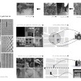 Design Diagrams Grape meme residential building Barsav Architecture Office FA  2 