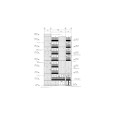 Facade design Afra residential building Amol Amin Ferdousi  2 